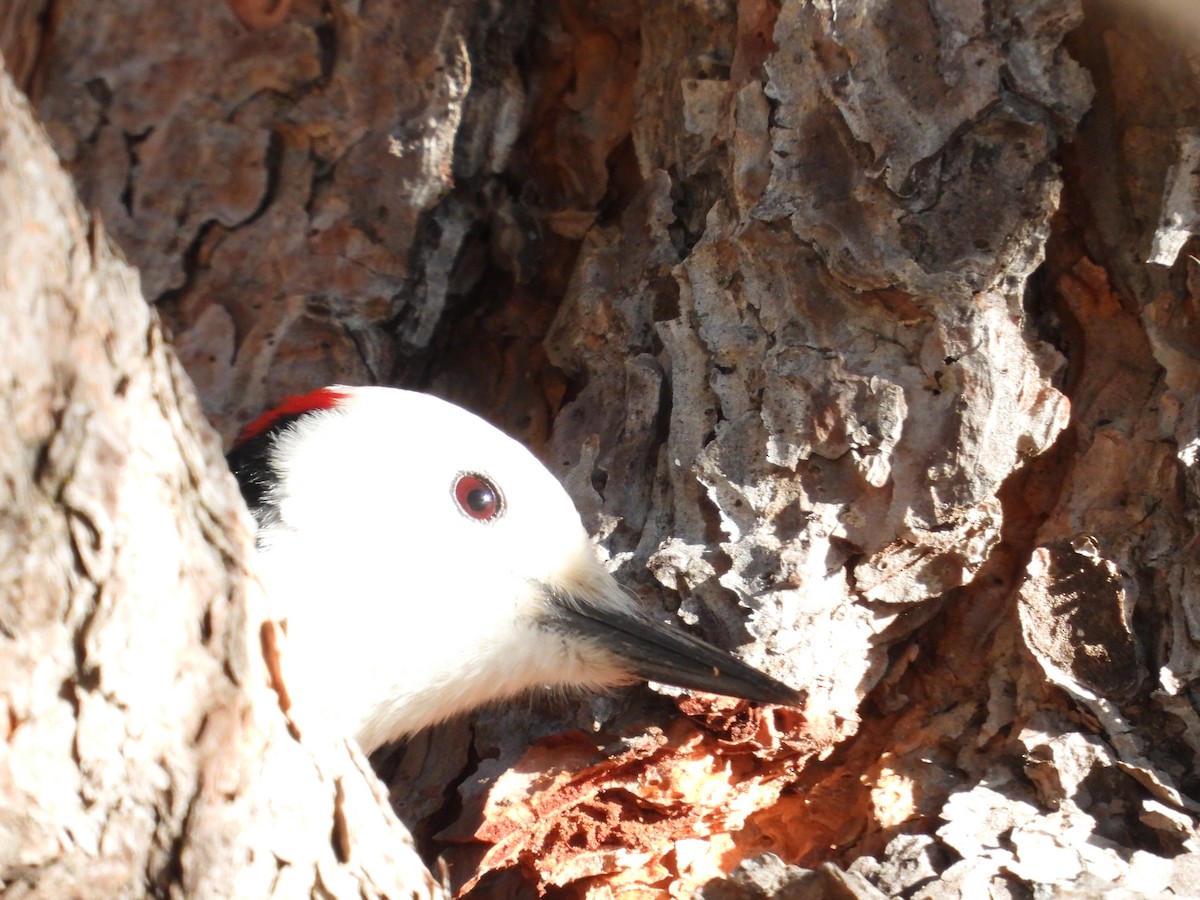 White-headed Woodpecker - ML630227131