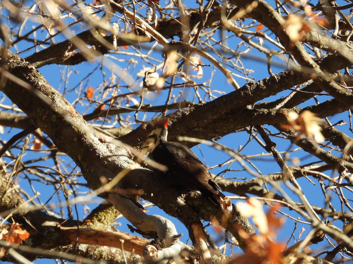 Pileated Woodpecker - ML630227180