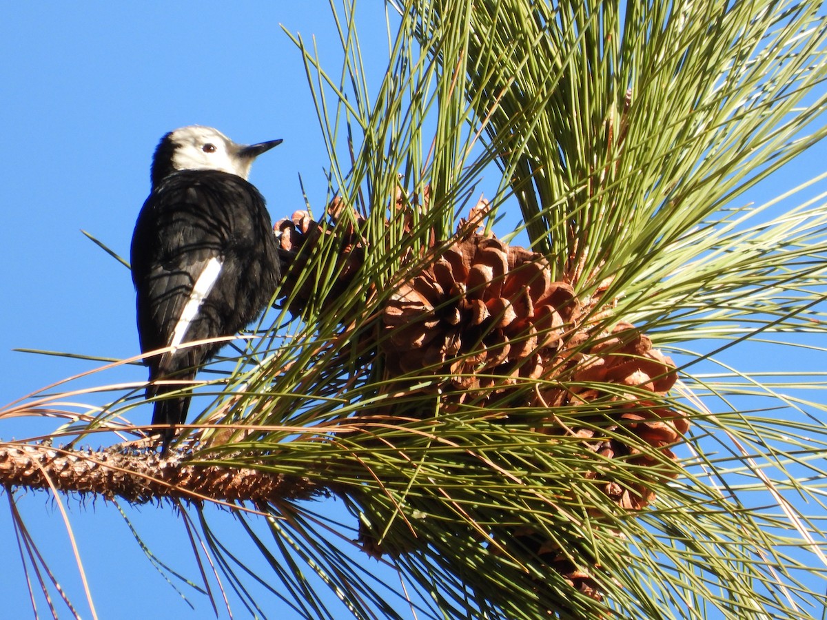 White-headed Woodpecker - ML630227259
