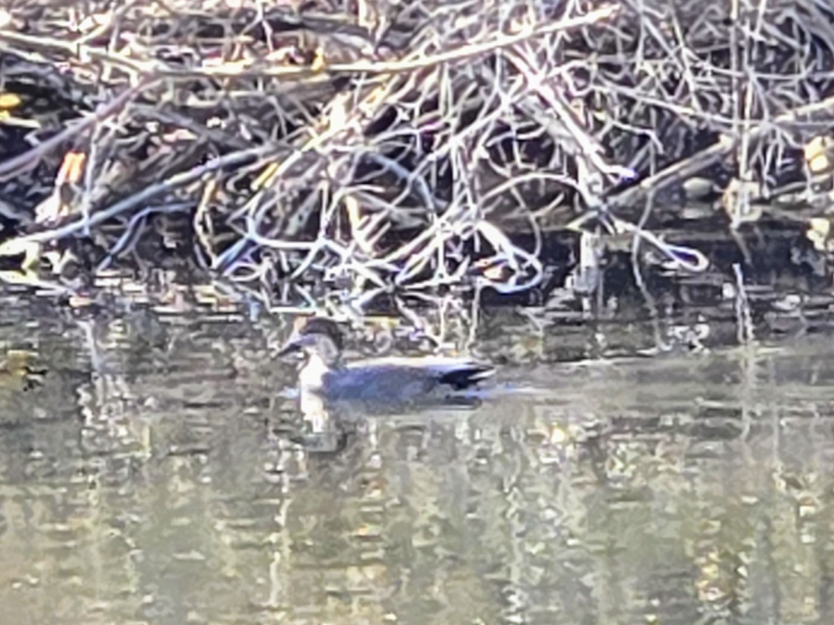 Gadwall - ML630227291