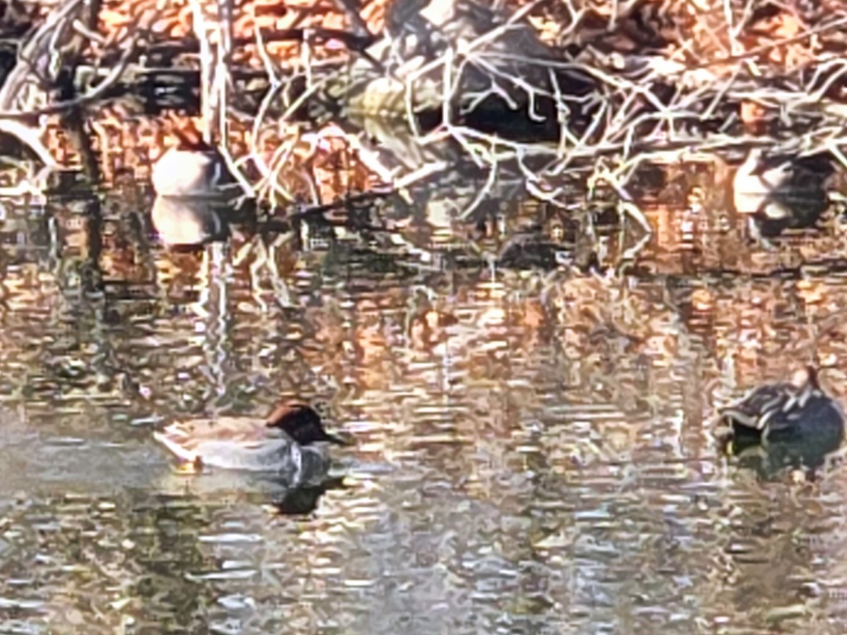 Green-winged Teal - ML630227461