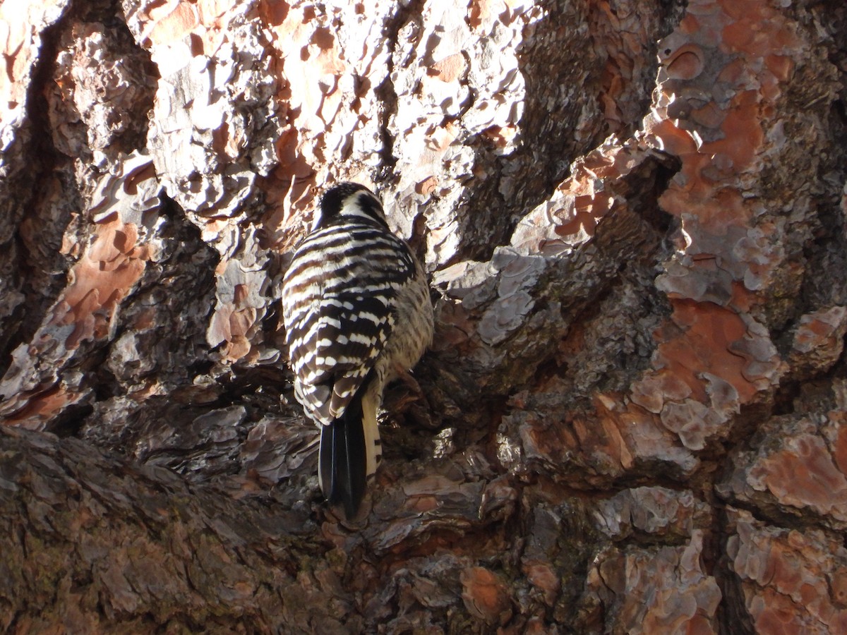Nuttall's Woodpecker - ML630227480