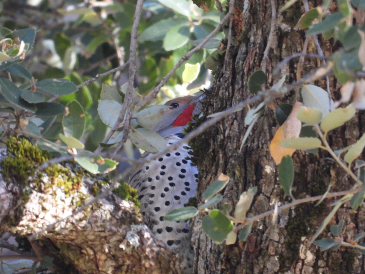 Northern Flicker - ML630227568