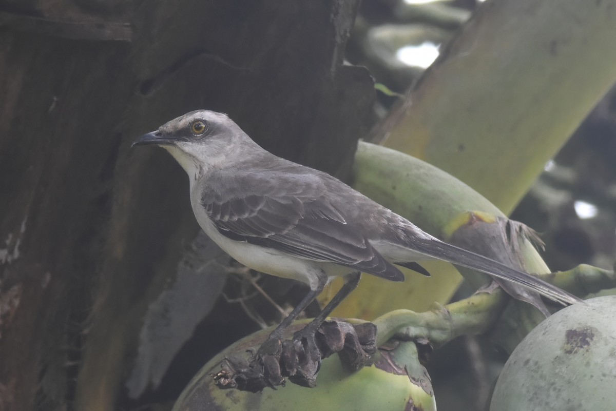 Tropical Mockingbird - ML630227649