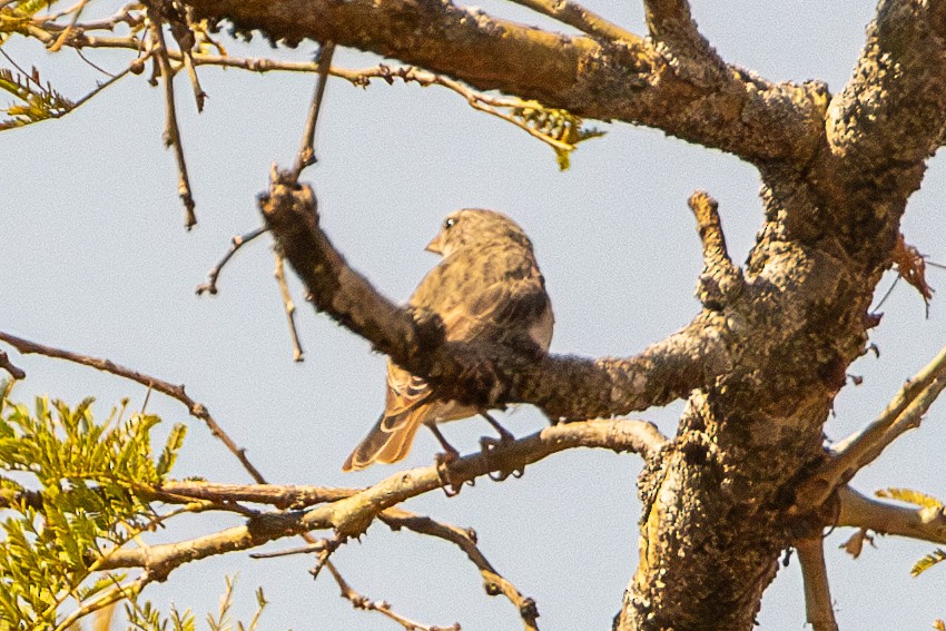 Yellow-rumped Serin - ML630227714