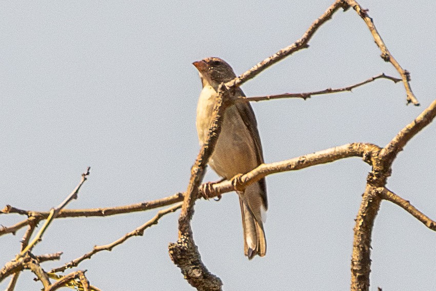 Yellow-rumped Serin - ML630227716