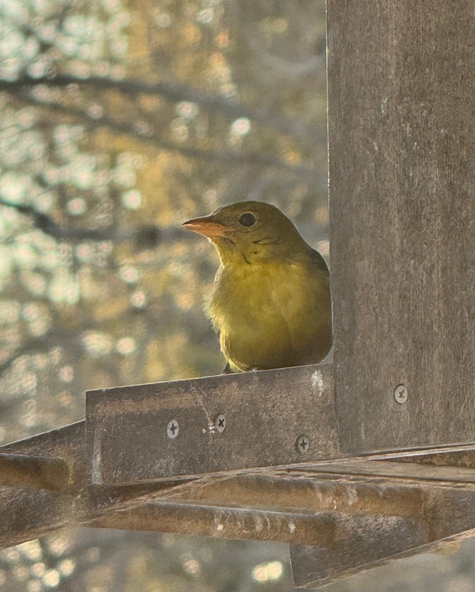 Piranga à tête rouge - ML630227718