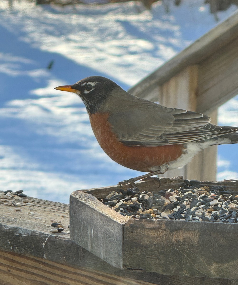 Merle d'Amérique - ML630227745