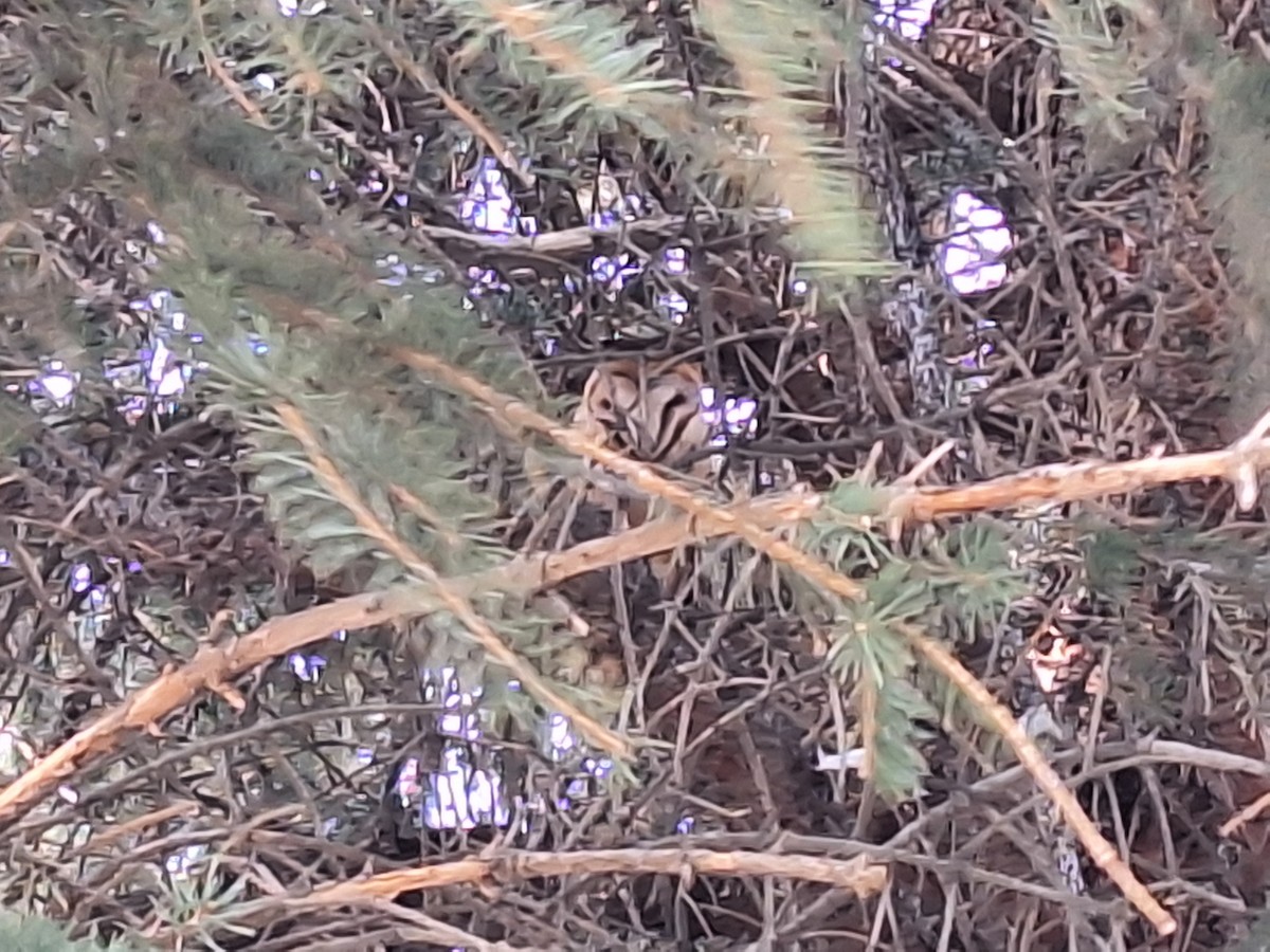 American Barn Owl - ML630227763