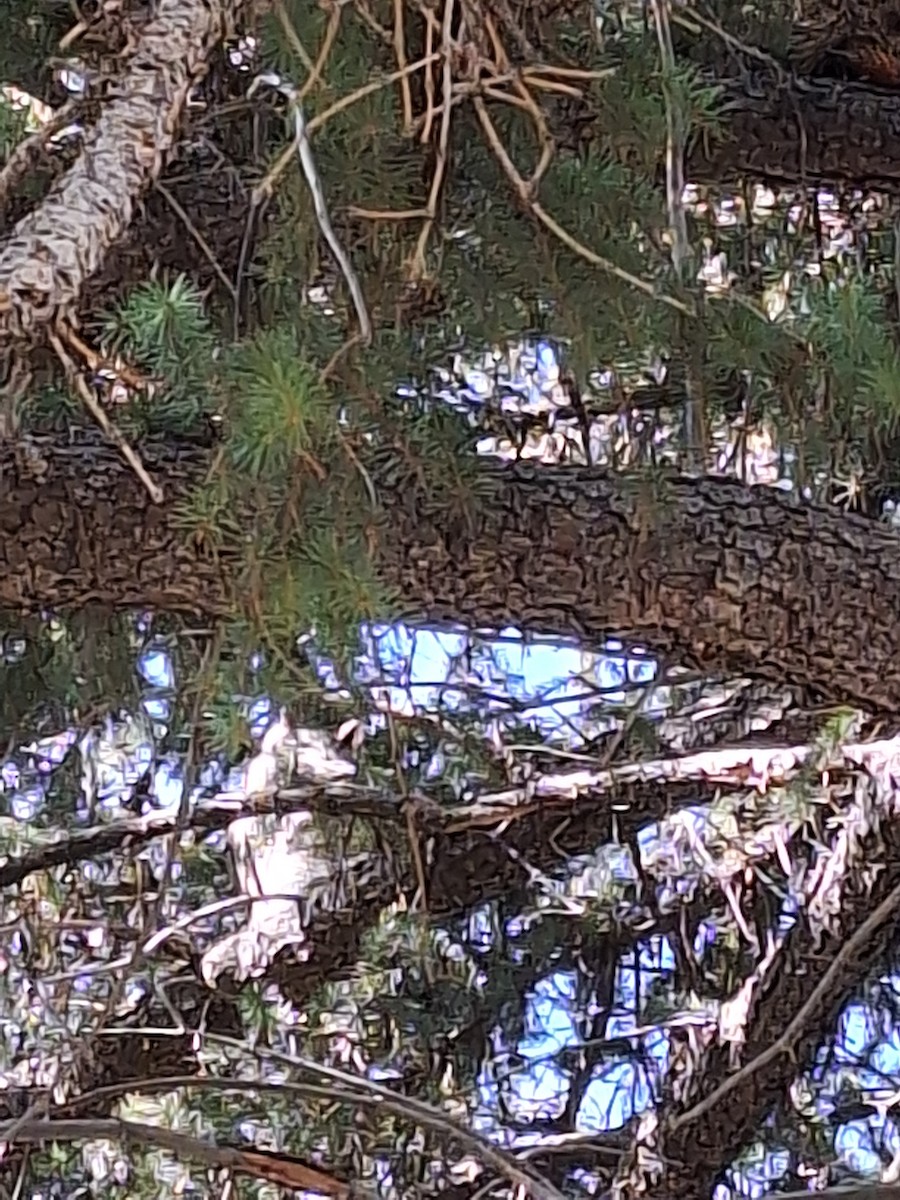 Great Horned Owl - ML630227846