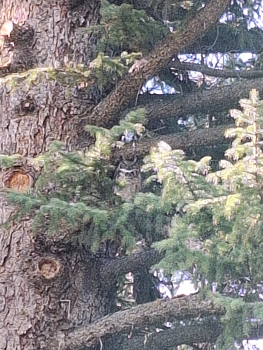 Great Horned Owl - ML630227847