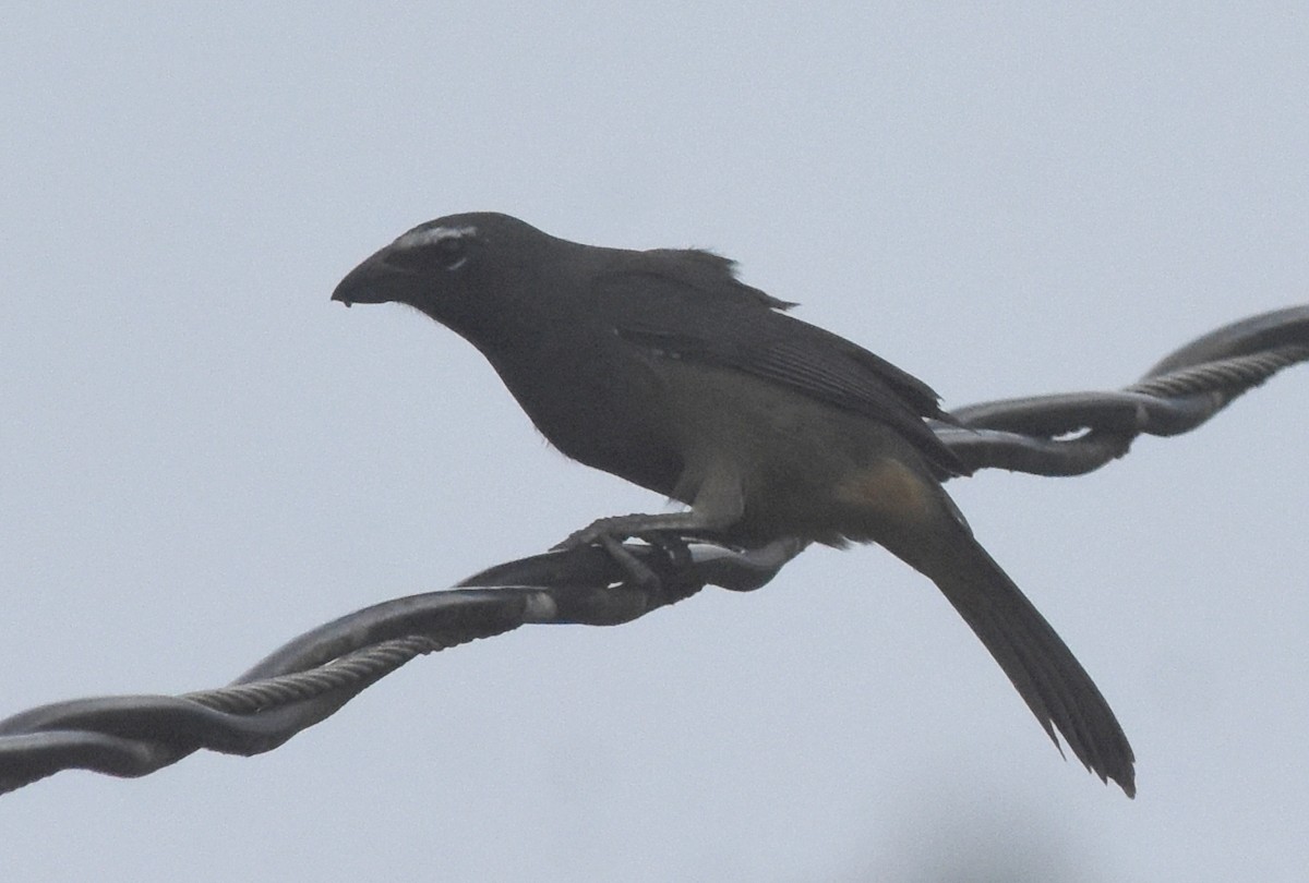 Cinnamon-bellied Saltator - ML630227856