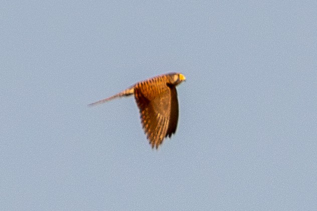 Turmfalke - ML630227899