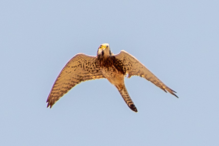Turmfalke - ML630227900