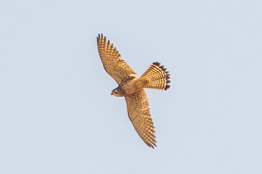 Turmfalke - ML630227901