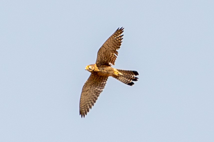 Turmfalke - ML630227902