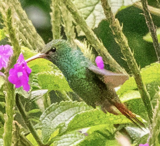 Rufous-tailed Hummingbird - ML630227933