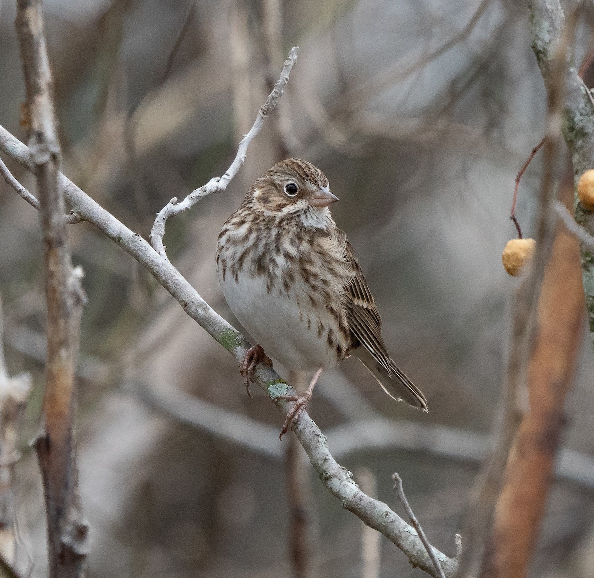 Vesper Sparrow - ML630228072