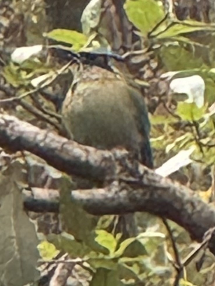 Blue-capped Motmot - ML630228151
