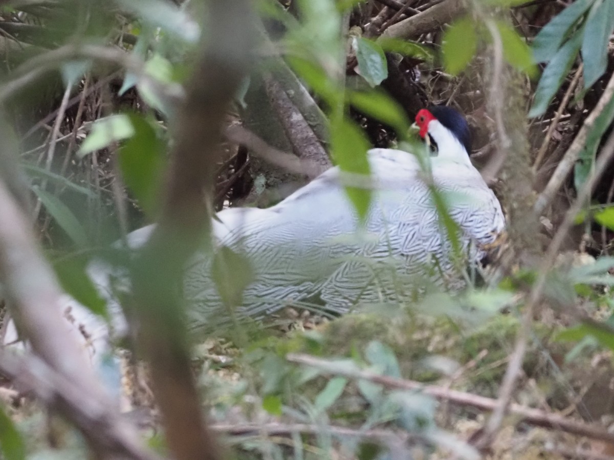 Silver Pheasant - ML630228182