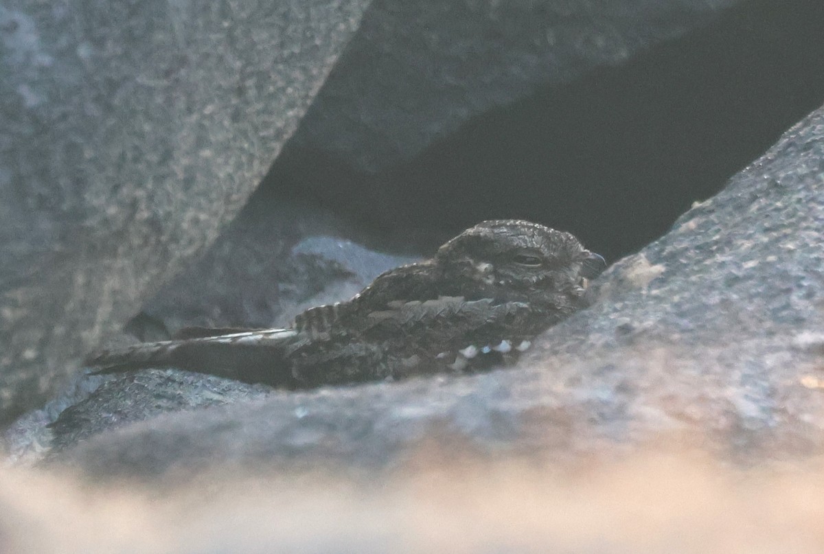 Ladder-tailed Nightjar - ML630228192