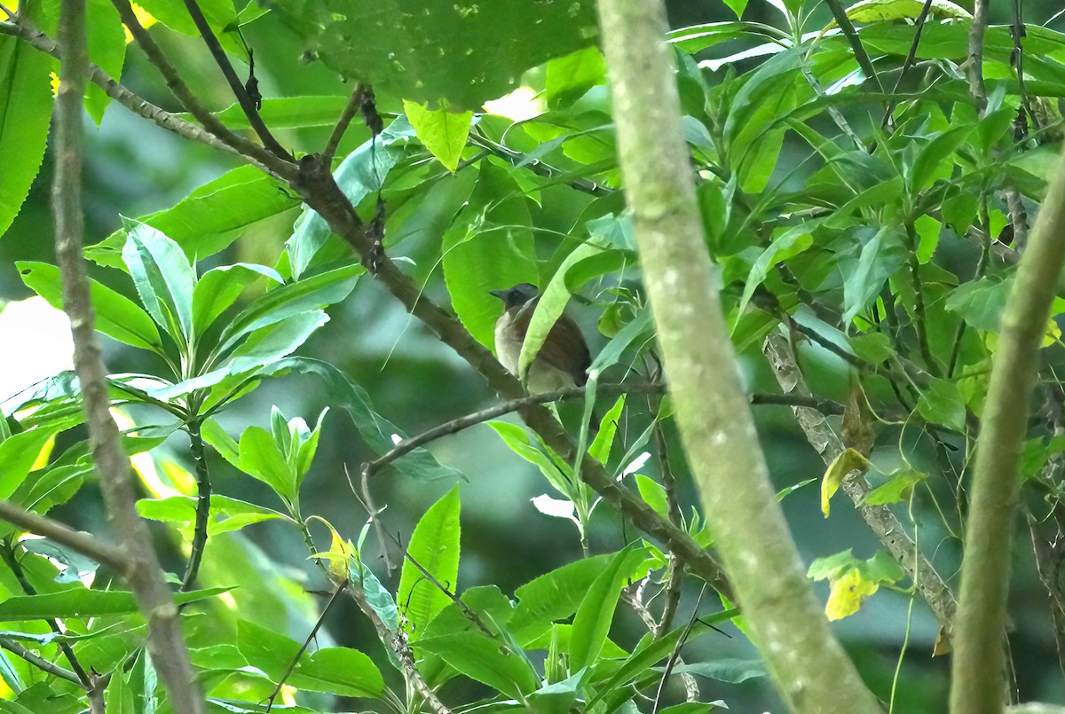 Red-throated Alethe - ML630228445