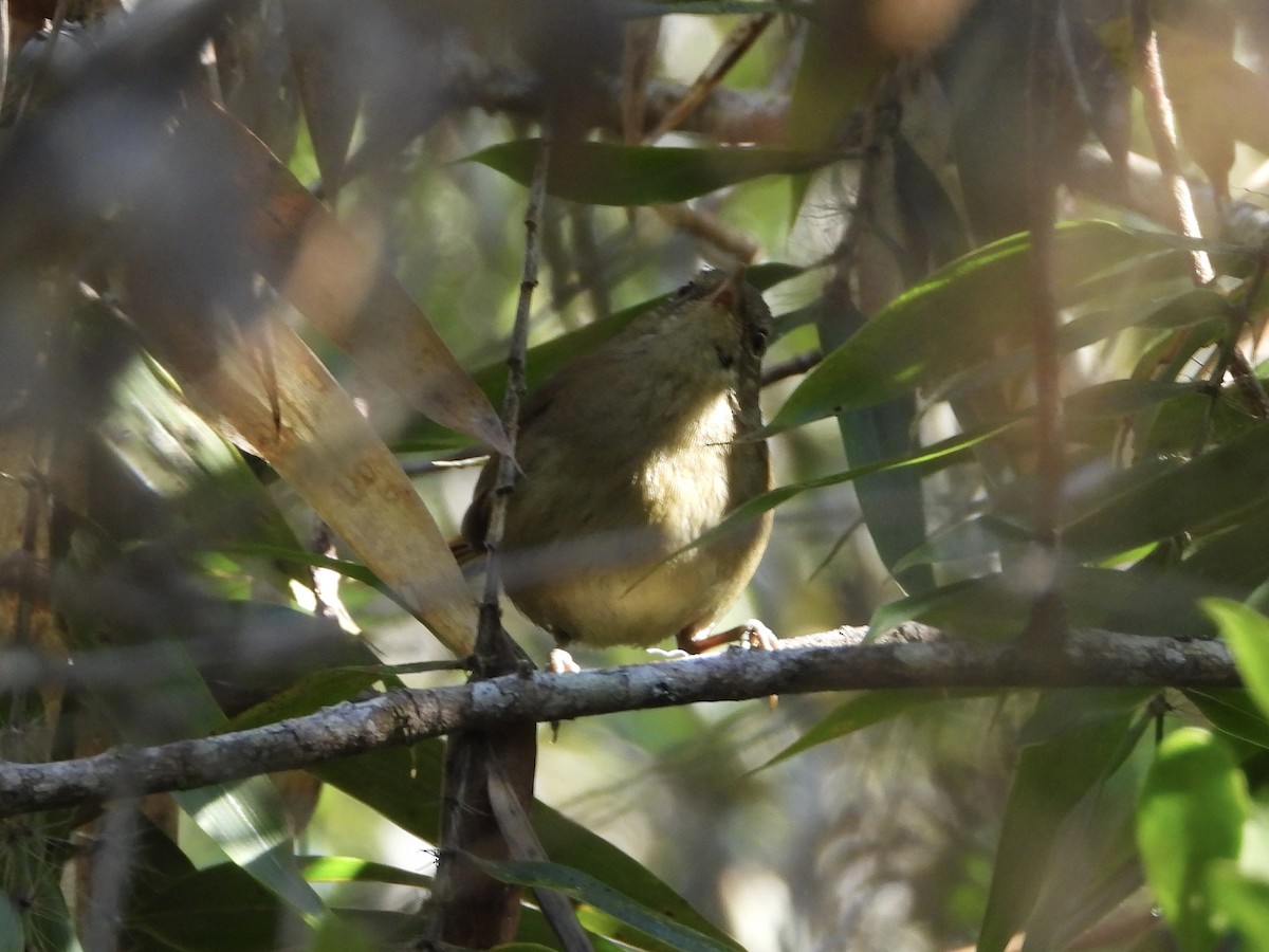 Malagasy Brush-Warbler - ML630228625