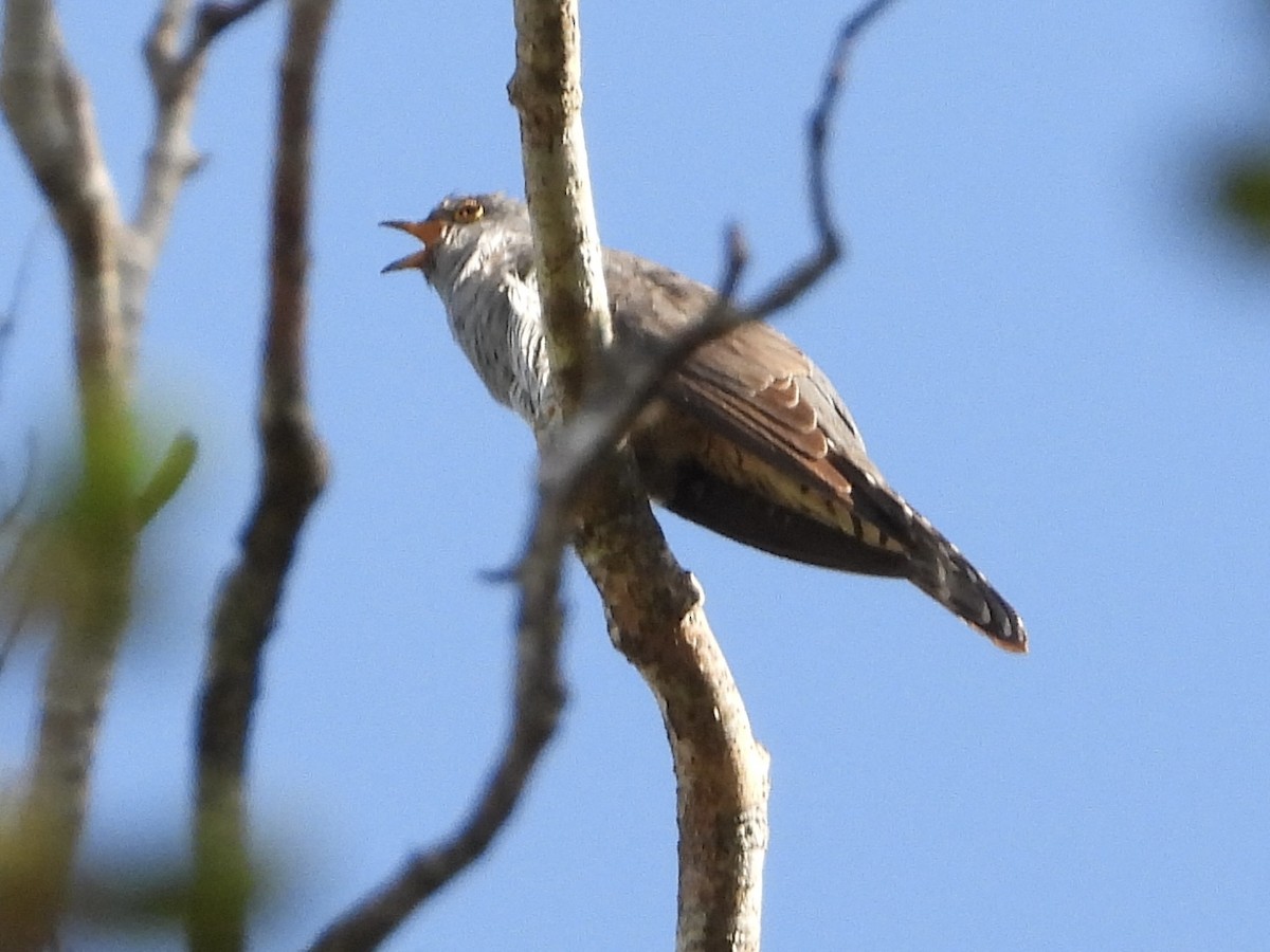 Madagascar Cuckoo - ML630228663