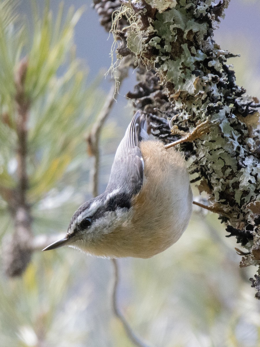 Red-breasted Nuthatch - ML630228718