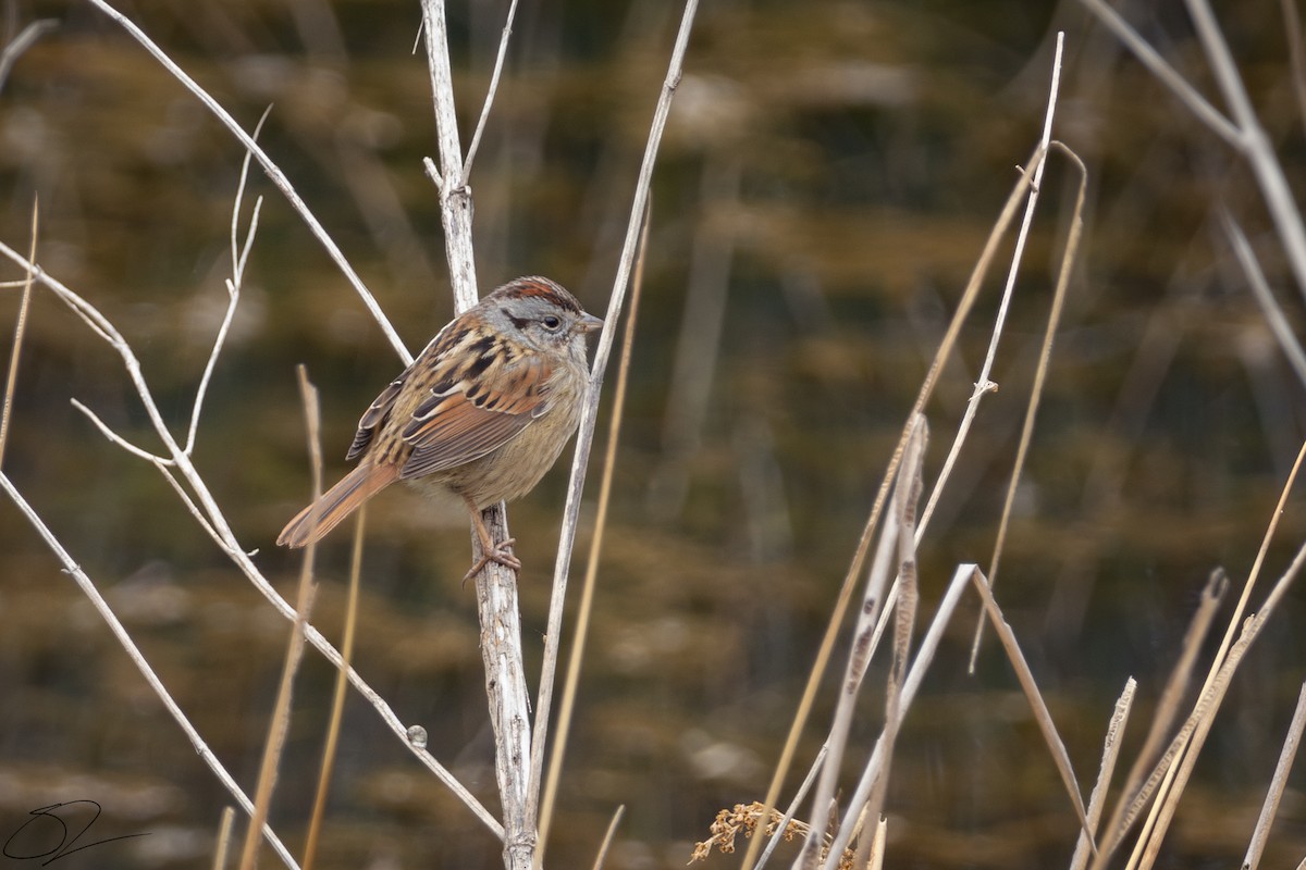 Swamp Sparrow - ML630228780