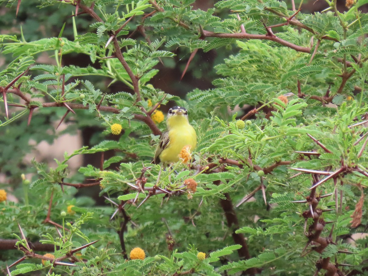 Maracaibo Tody-Flycatcher - ML630228941