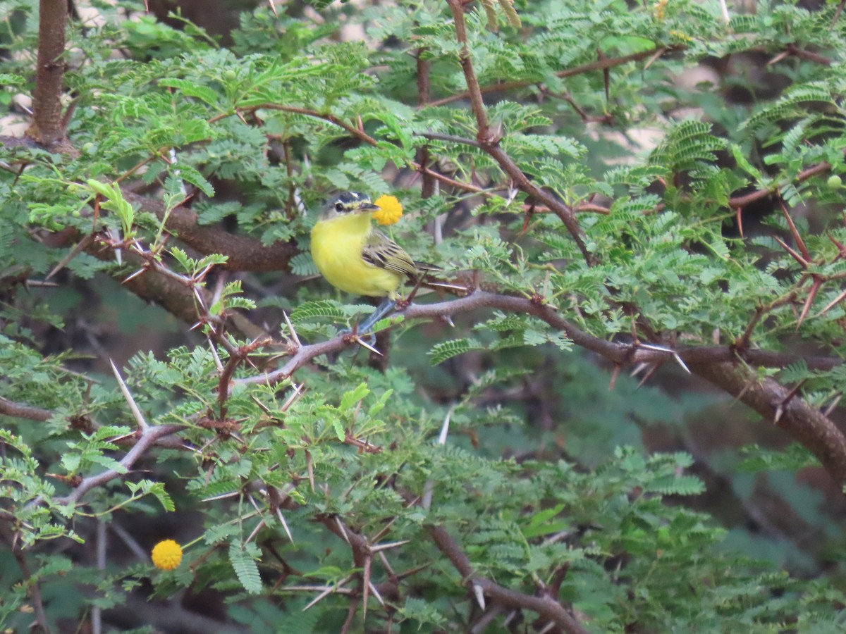 Maracaibo Tody-Flycatcher - ML630228942