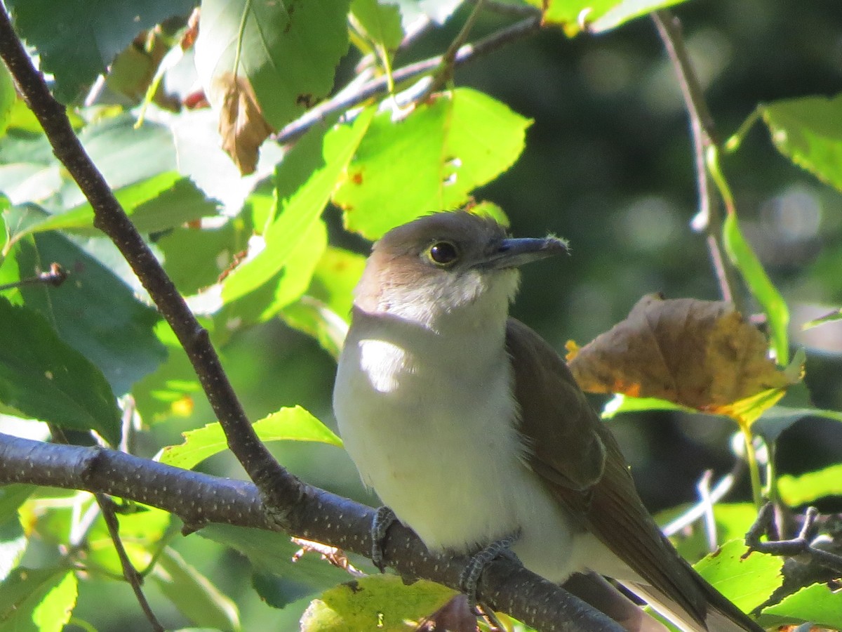 Black-billed Cuckoo - ML630228948
