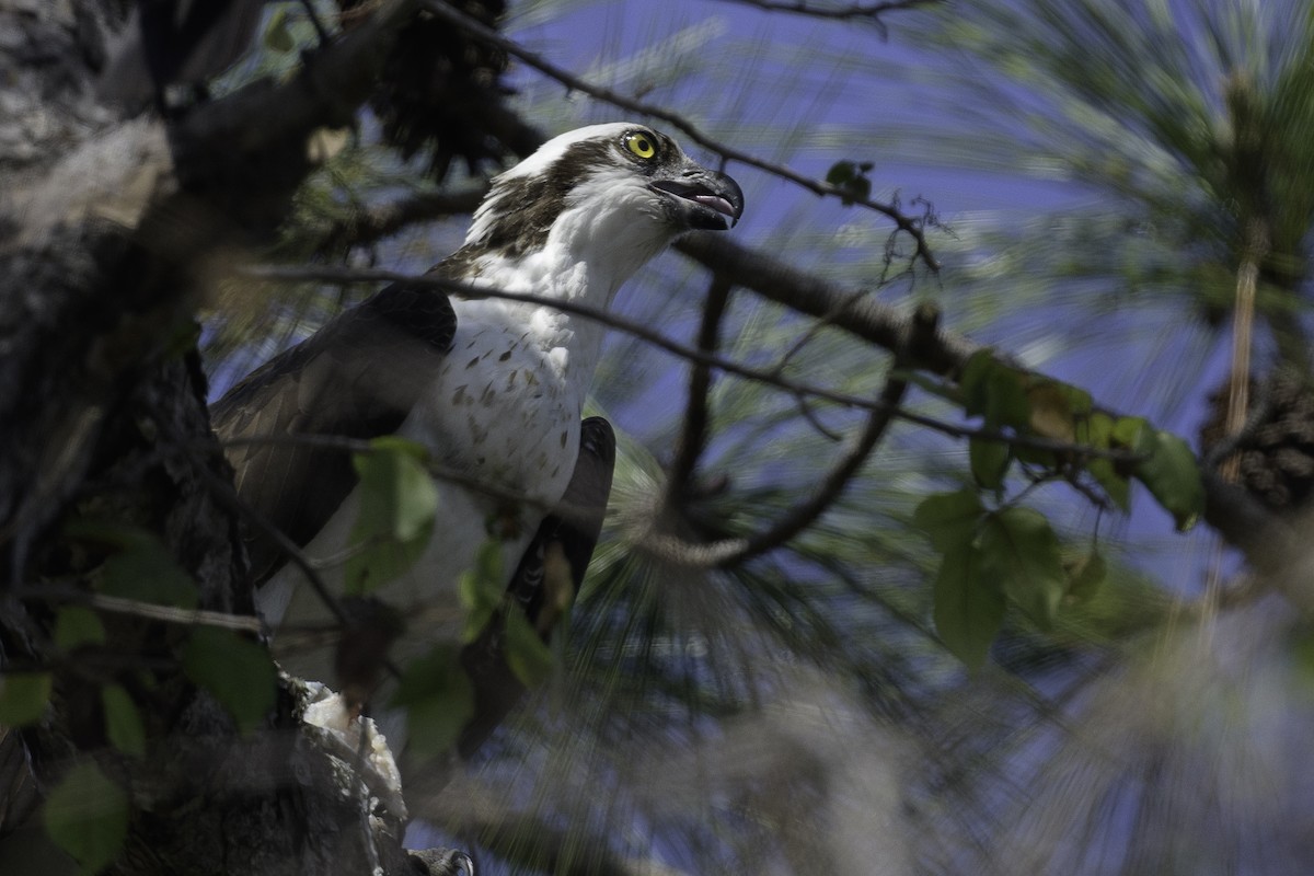 Falco pescatore - ML630229222