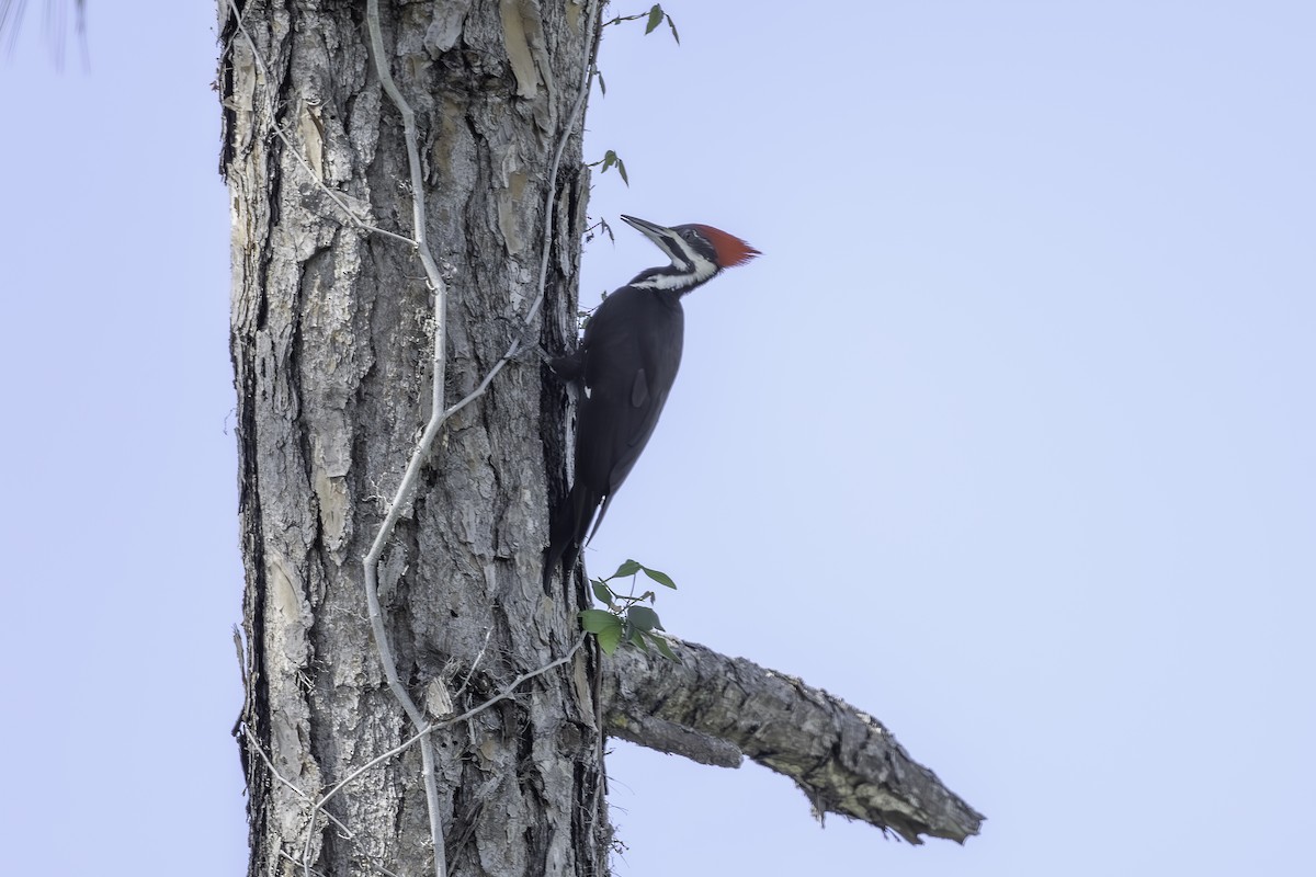 Pileated Woodpecker - ML630229232