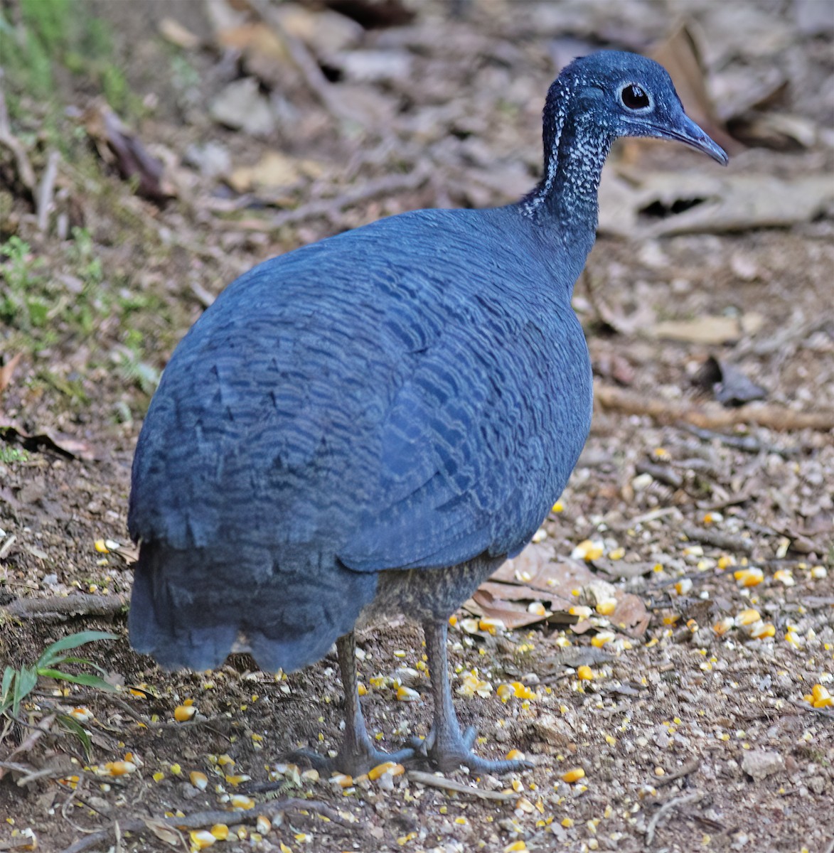 Gray Tinamou - ML630229660