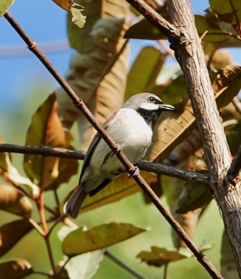 Red-tailed Vanga - ML630229828