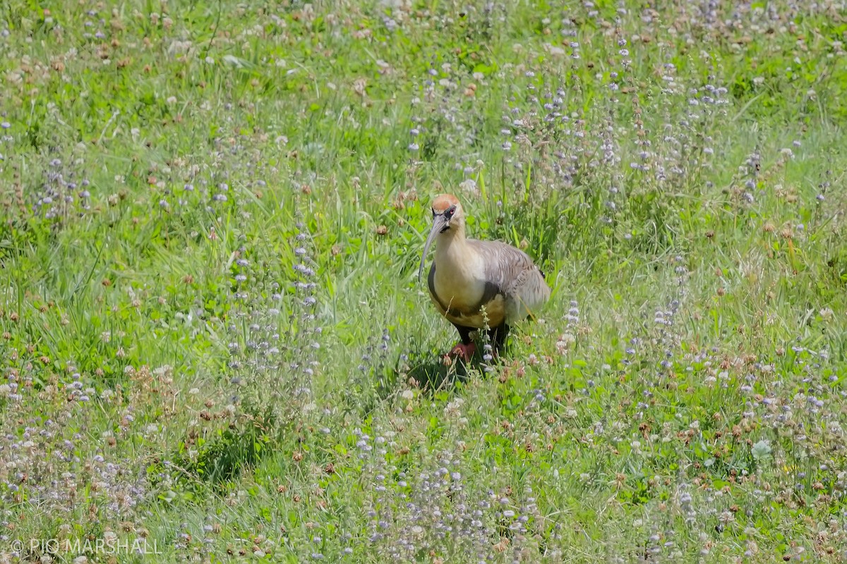 Black-faced Ibis - ML630229857