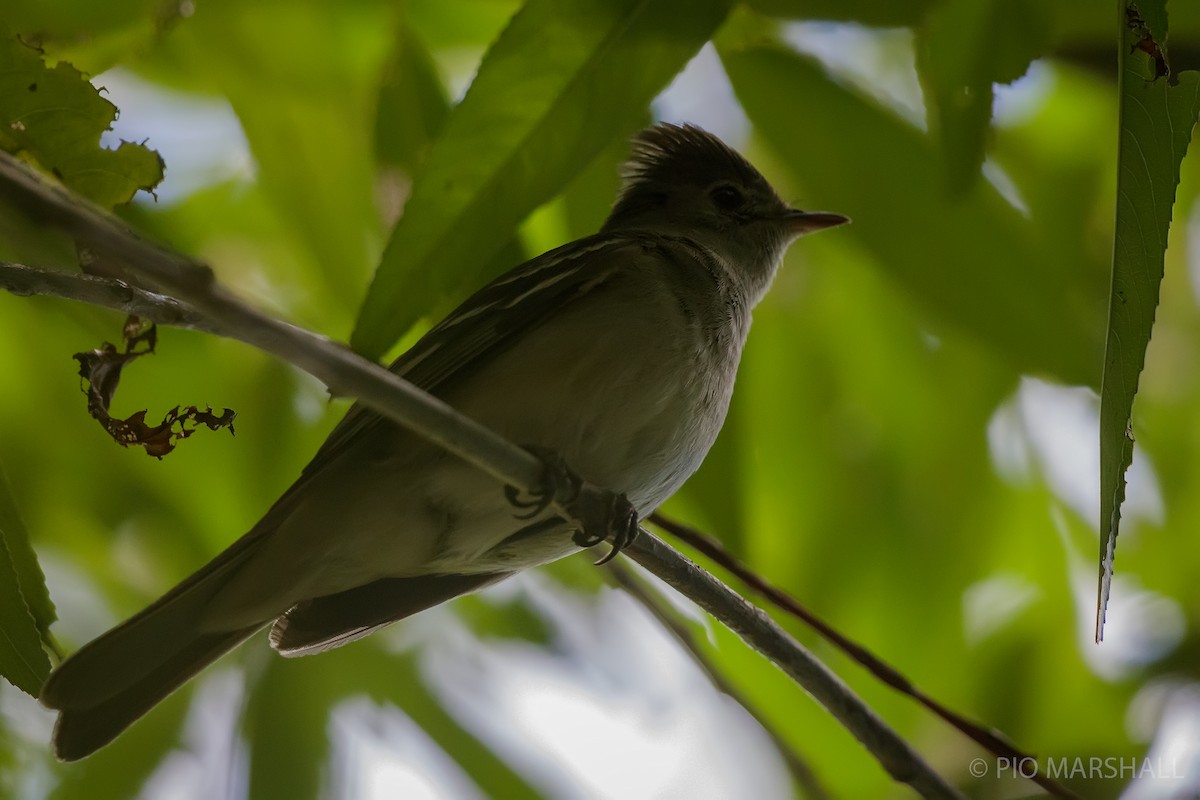 White-crested Elaenia - ML630229864