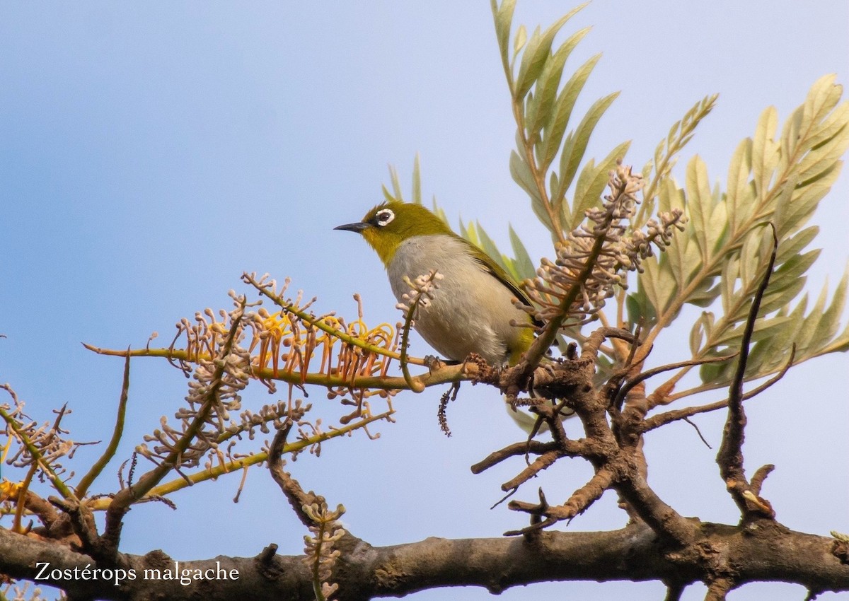 Malagasy White-eye - ML630229866