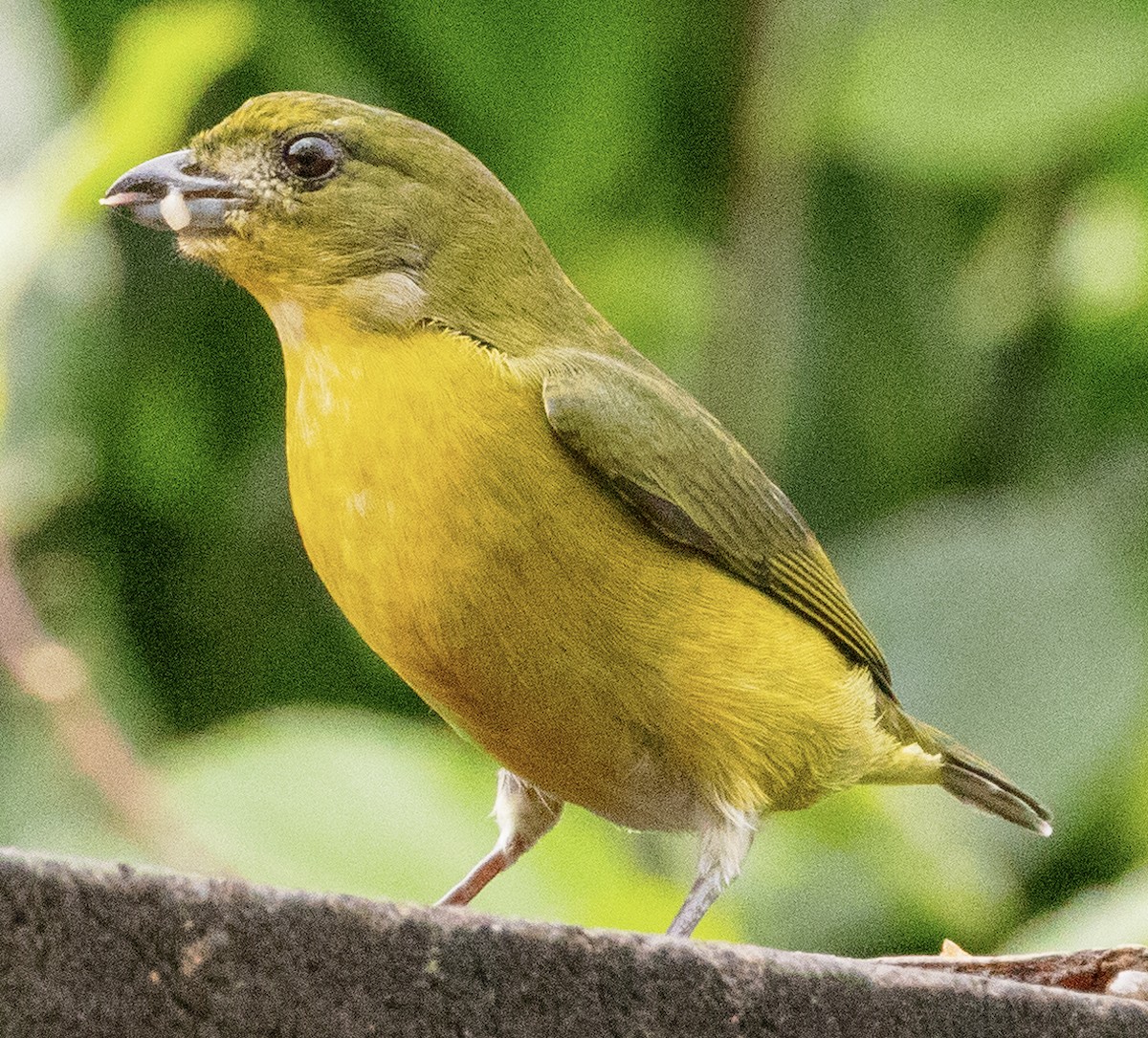 Yellow-crowned Euphonia - ML630229965