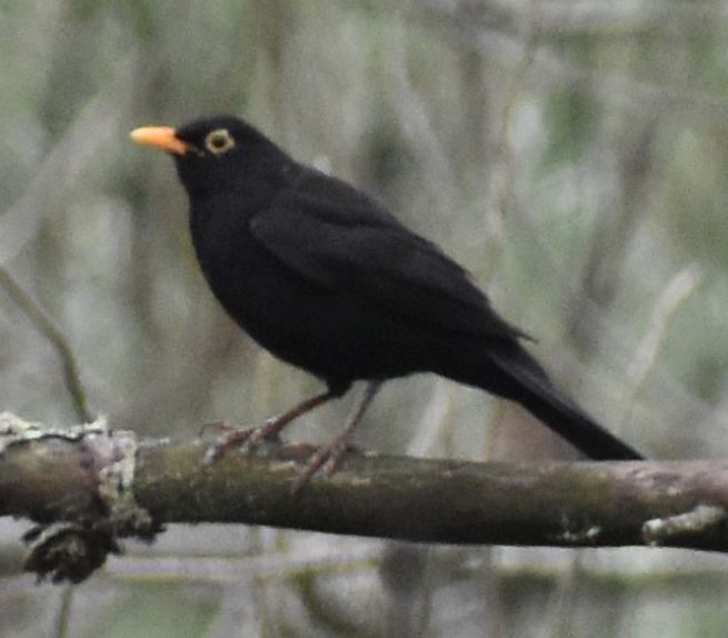 Хар хөөндэй - ML630230032