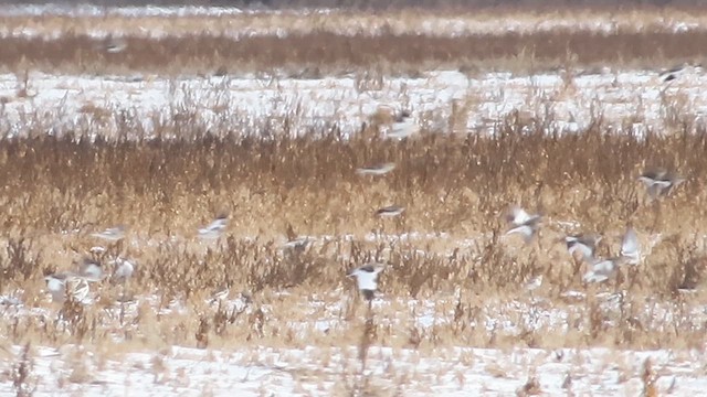 Цасч хөмрөг - ML630230064