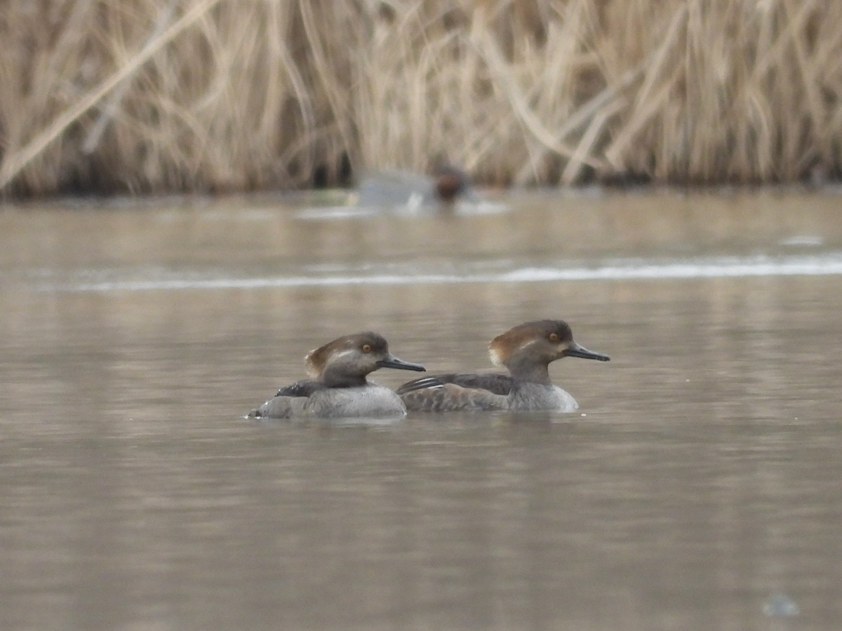 Hooded Merganser - ML630230321