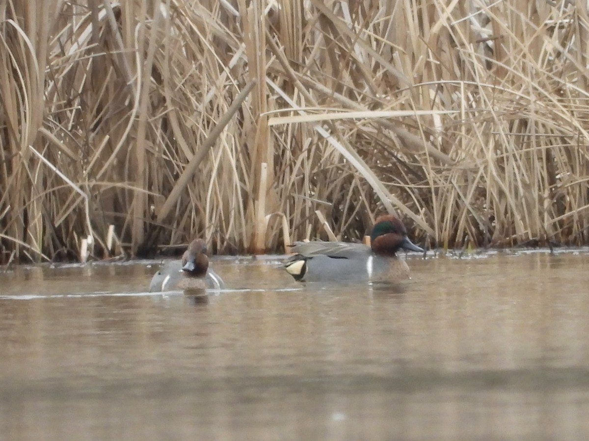 Green-winged Teal - ML630230396