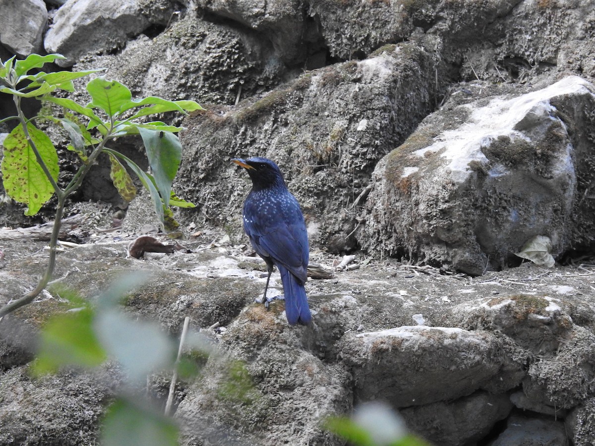 Blue Whistling-Thrush - ML630230461