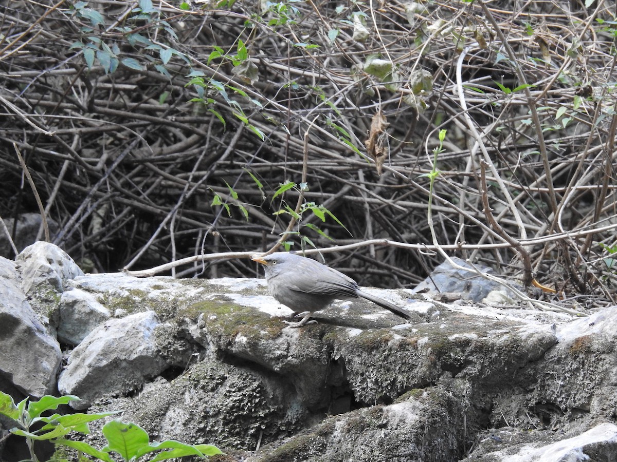 Jungle Babbler - ML630230476