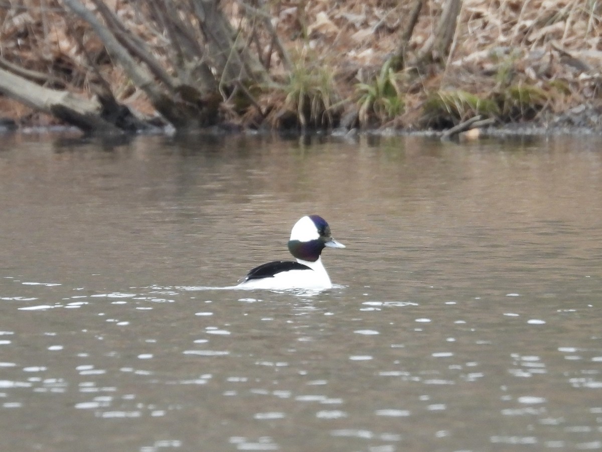 Bufflehead - ML630230572