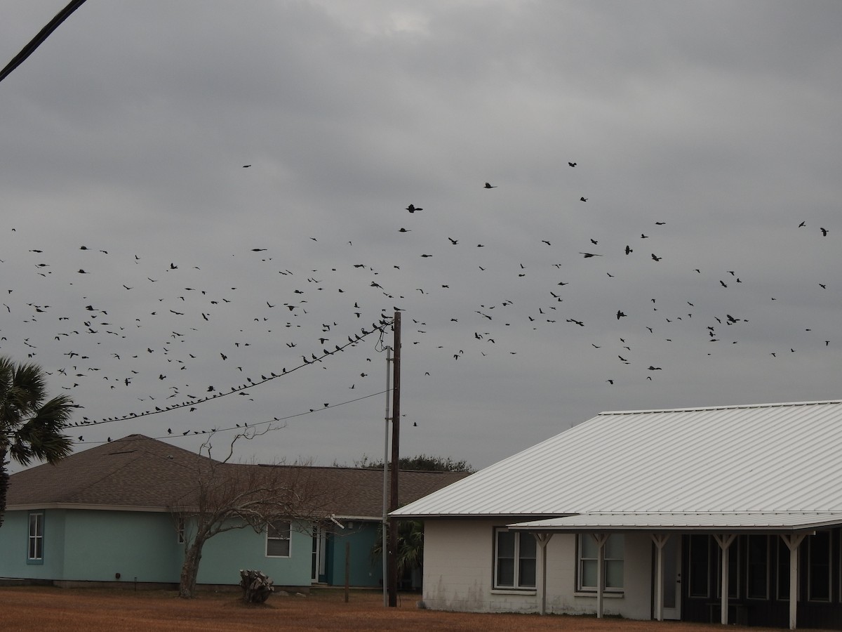 Great-tailed Grackle - ML630230724