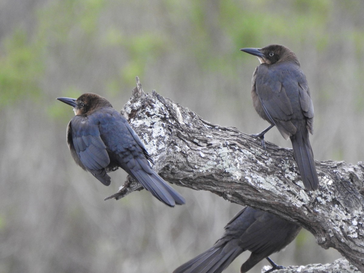 Great-tailed Grackle - ML630230727